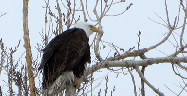 Bald eagle in Addenbrook Park, Lakewood